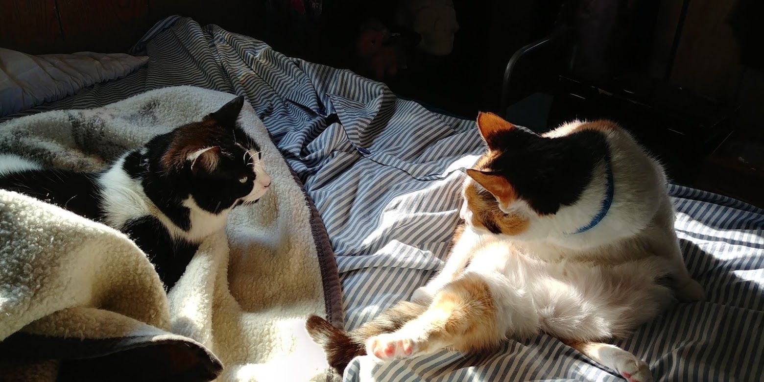Moxie the calico cat is in the middle of having a bath, her leg just lowering as she looks over at her new sibling, a tuxedo cat Kochanski. Both cats are on some slightly-rumpled bed sheets basking in diffuse sunlight.