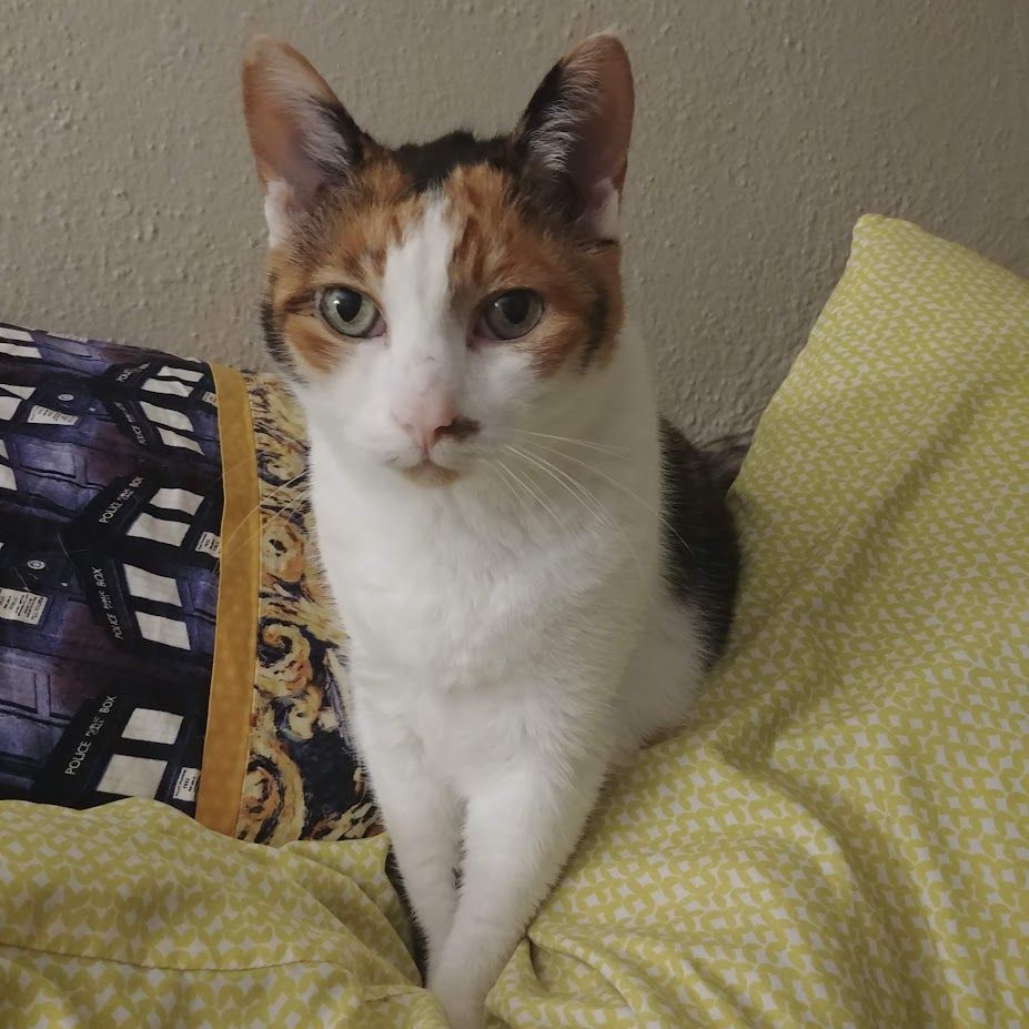A front-facing photo of Moxie the calico cat. She is standing on a couple of pillows looking a little less skinny