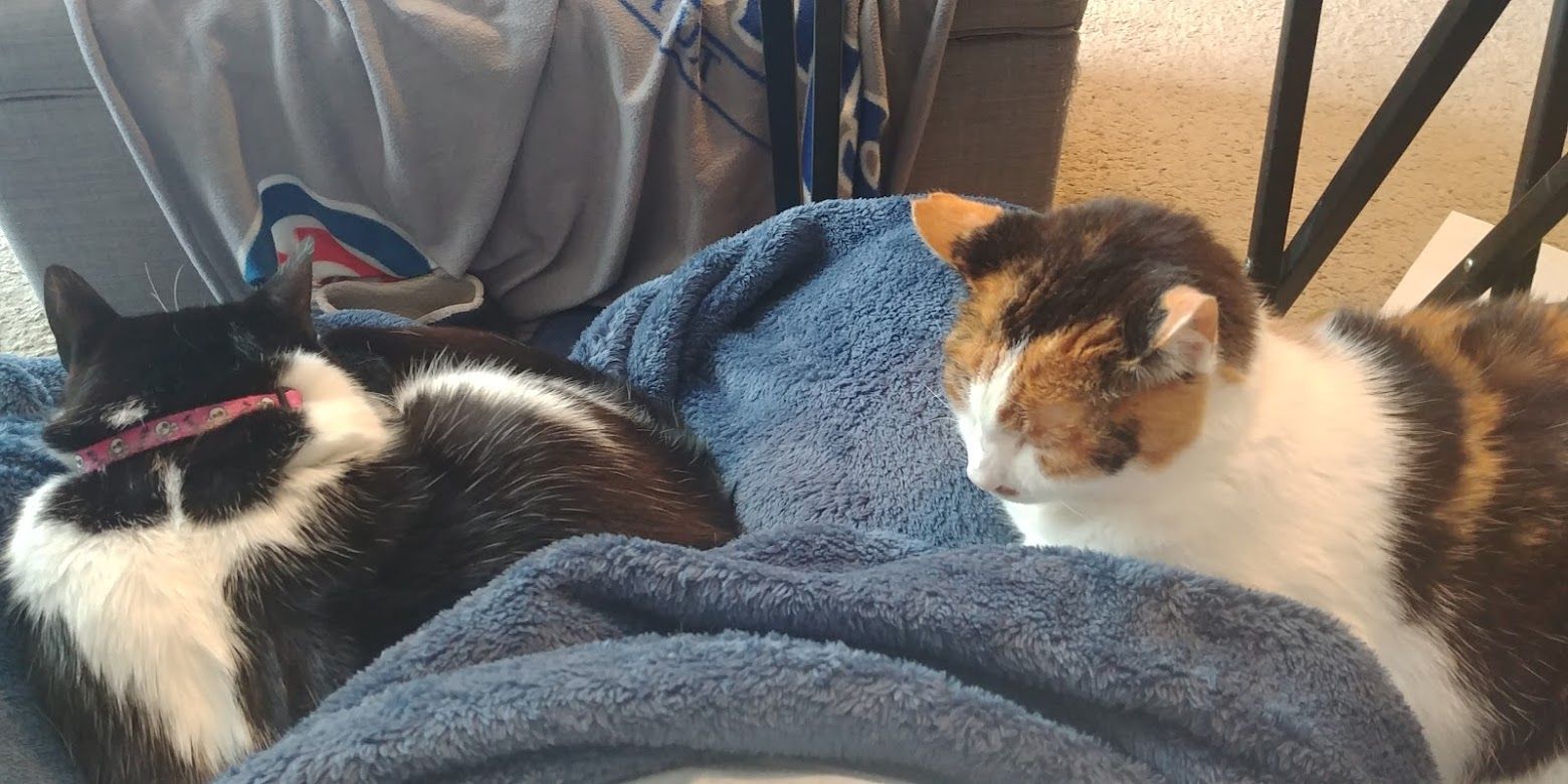Kochanski the tuxedo cat and Moxie the Calico cat sleep on a blue fuzzy blanket while a human tries to work from home