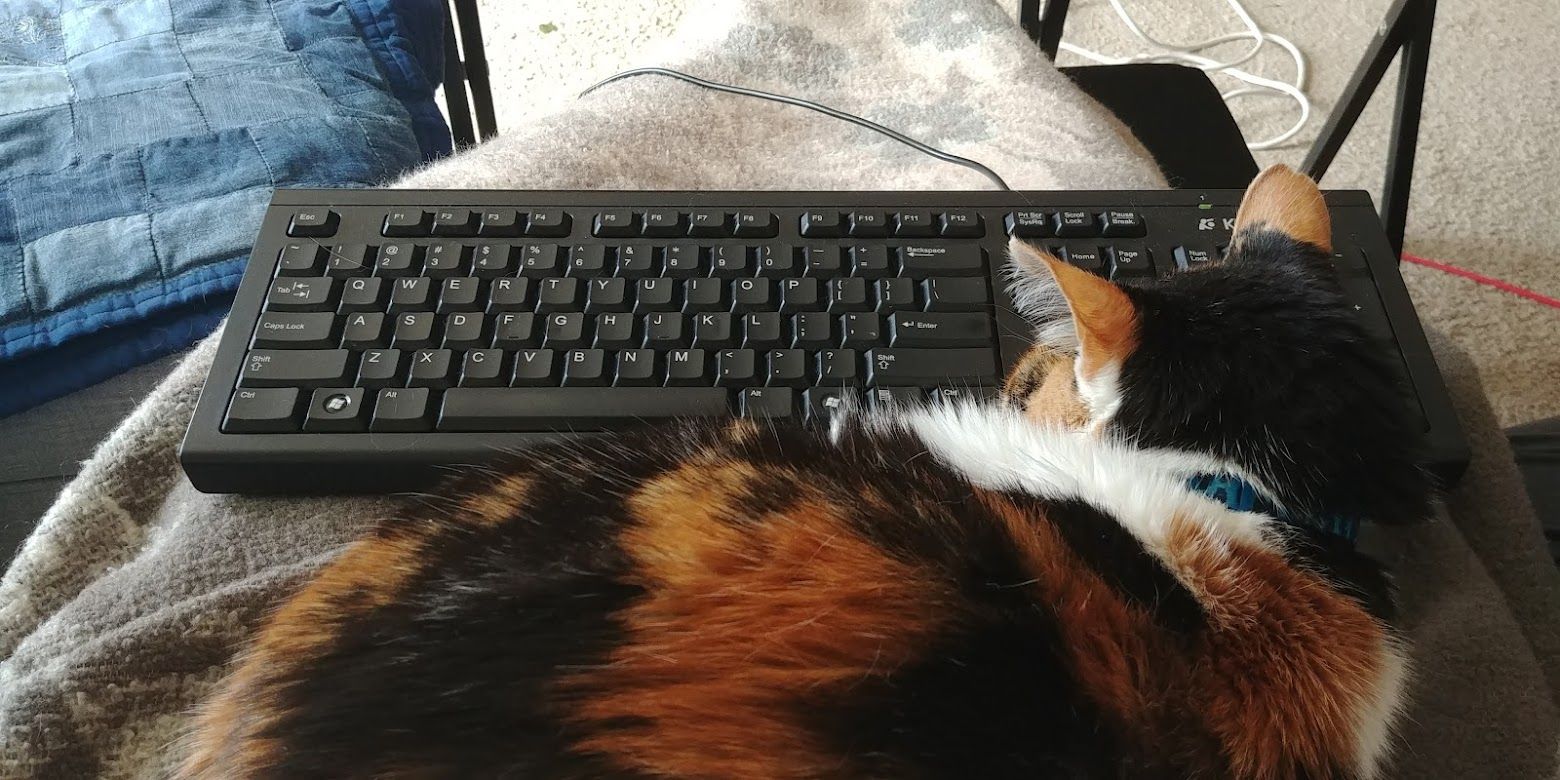 Moxie the calico cat sleeps facing away from the camera, slightly impeding the efforts of the photographer from working, as they also have a black keyboard resting on their lap