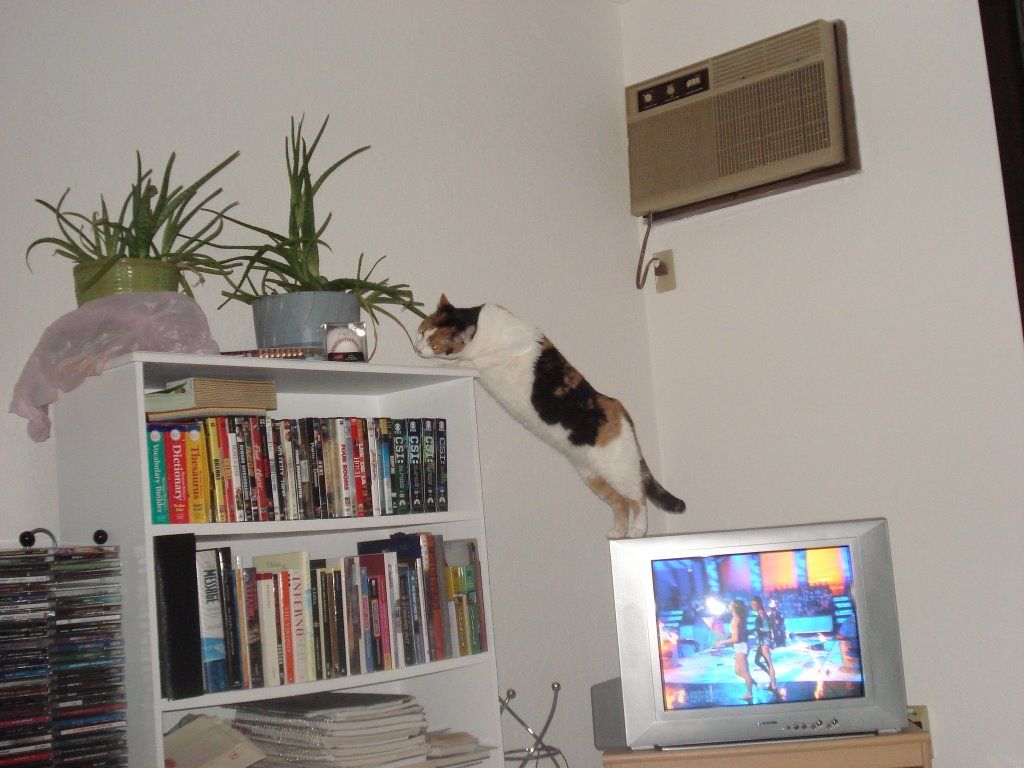 Moxe the calico cat stands on top of the same silver CRT tv, trying to climb onto a book shelf while sniffing at a spindly aloe vera plant