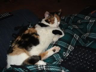Moxie the calico cat lounges on a dark green and white plaid blanket with part of a computer keyboard in view, she looks relaxed and showing off her soft belly