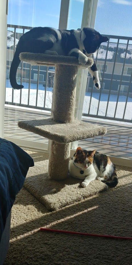 Chanski the black and white tuxedo lays on top of a small cat tree with her left paw dangling down, trying to convince the calico cat Moxie to play with her. Moxie is ignoring her and resting against the bottom of the cat tree enjoying the sunlight.