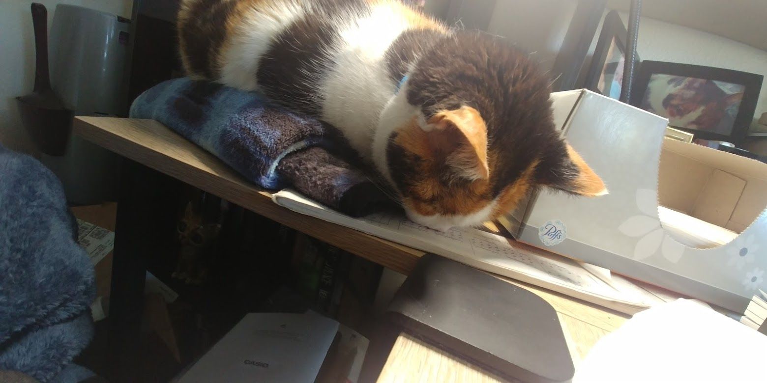 Moxie the calico cat faceplants into the desk while sleeping on the blue patterned fleece blanket