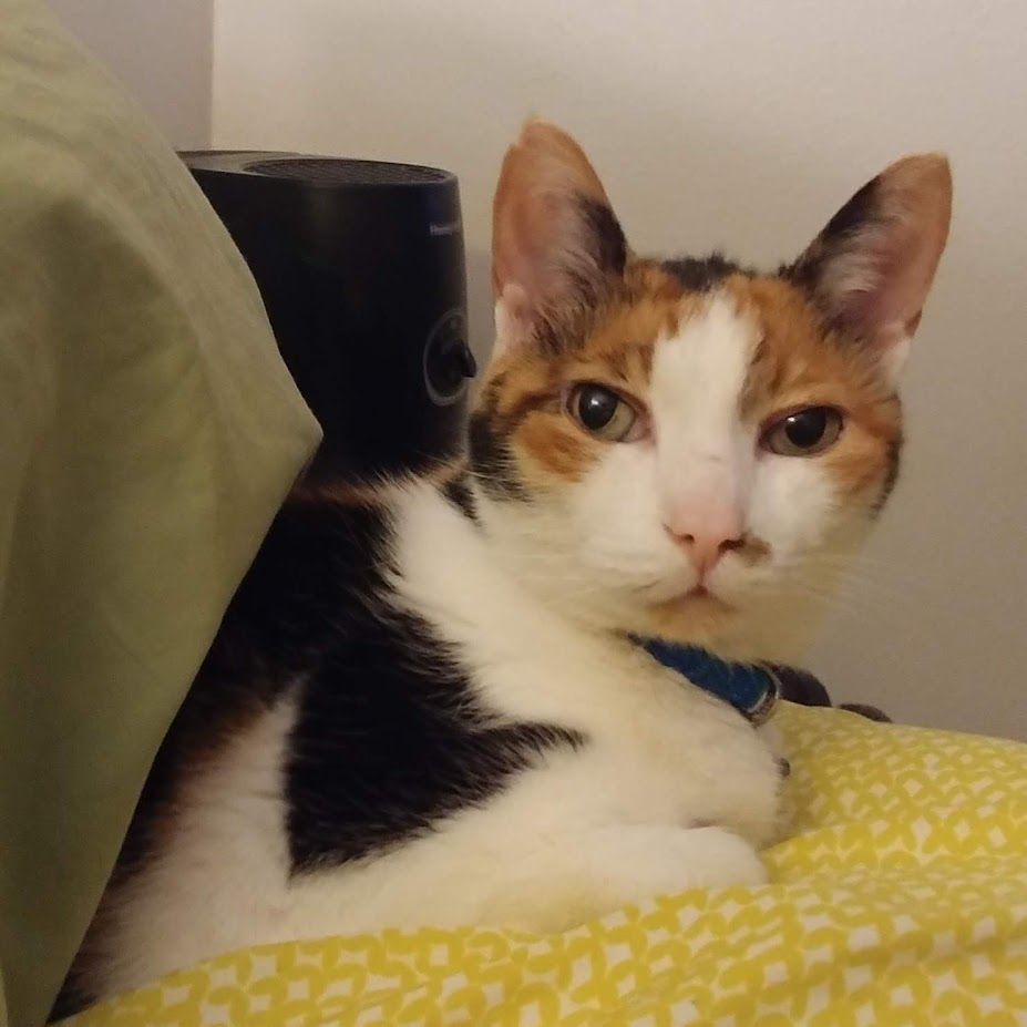 Moxie the calico cat rests snuggled on top of and beneath a couple of bed pillows looking very calm