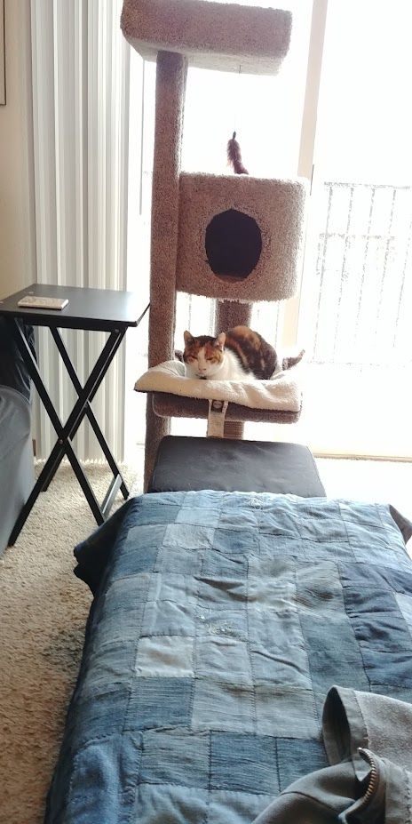 Moxie the calico cat sits in the lower level of a tall cat tree, looking cozy on a warming pad