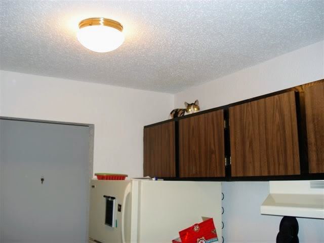 A brightly lit galley kitchen with a white refrigerator and wood panel cupboards. Above the refrigerator, Moxie the calico cat peaks over the edge of the cupboards, eyes glowing from a poorly utilized digital camera flash