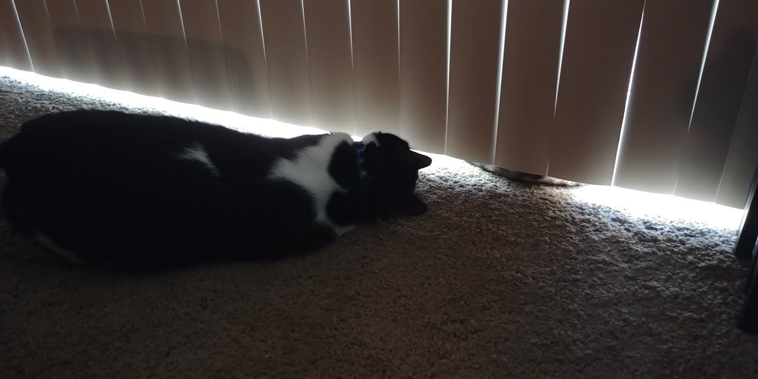 Kochanski, the black and white tuxedo cat faces away from the camera, focusing on who might be hiding behind a sunlit set of vertical blinds. (it's Moxie)