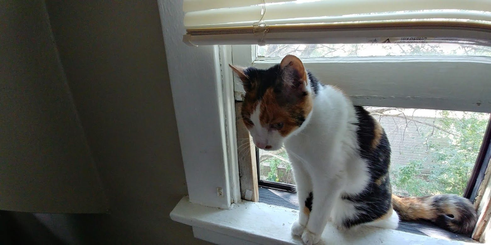 Moxie the calico cat stands in a open window, looking a little skinny and rather frail