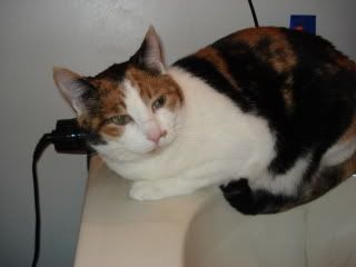 Moxie, a calico cat, balances precariously on the edge of a small bathroom sink, looking doubtful about the new accommodations