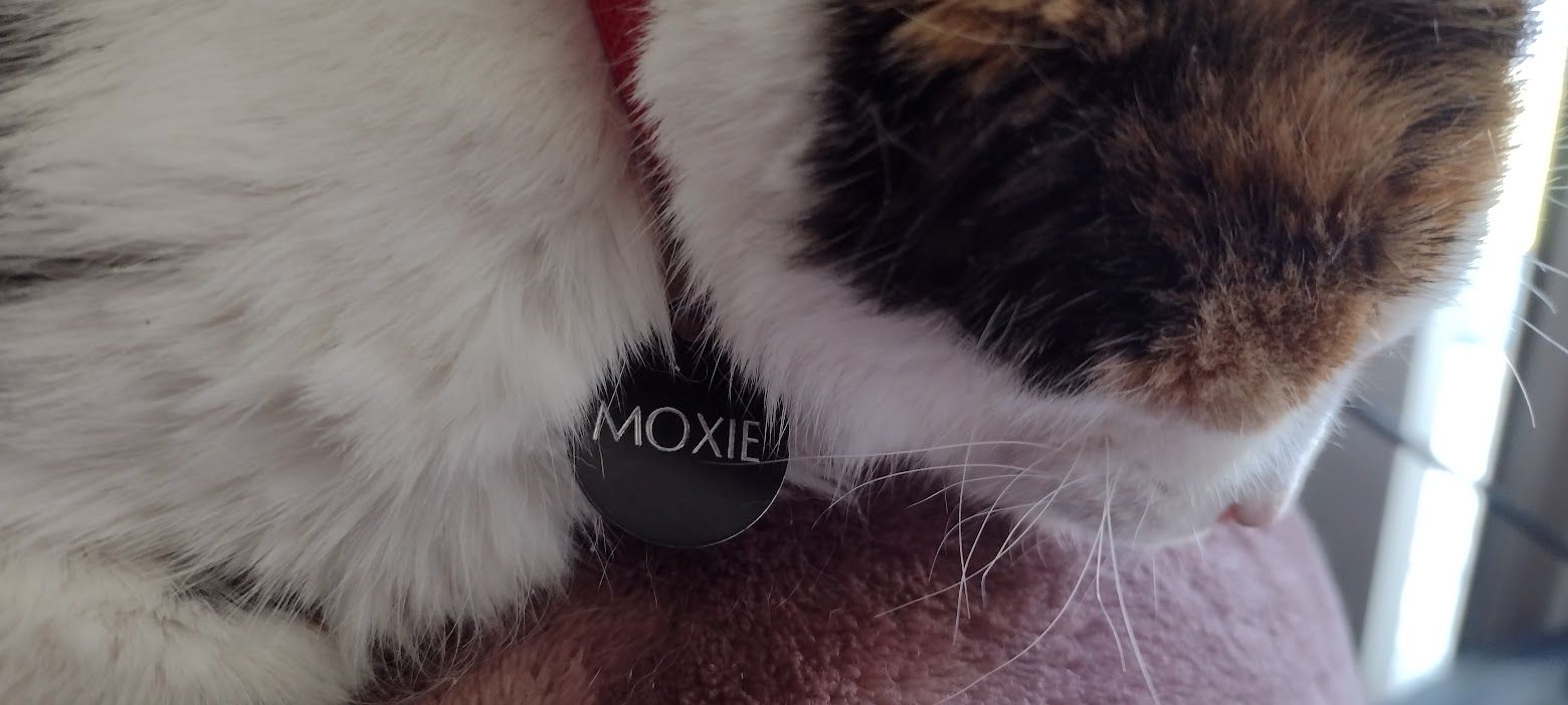 a closer picture of the calico cat Moxie, displaying her black nametag with silver text "MOXIE". She is wearing a red collar.
