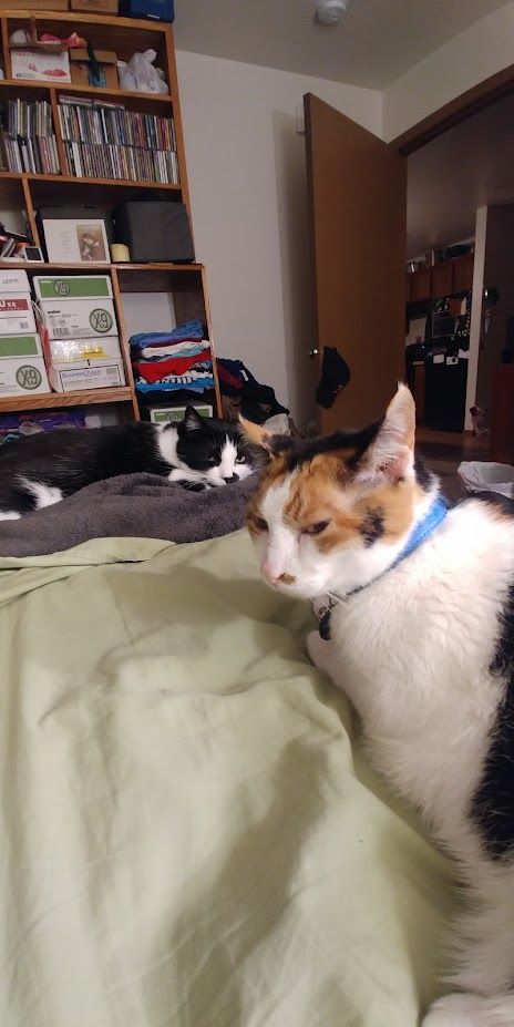 Moxie the calico cat, and Kochanski the black and white tuxedo cat both rest on a different, slightly rumpled unmade bed. They are giving the photographer some serious side eye.