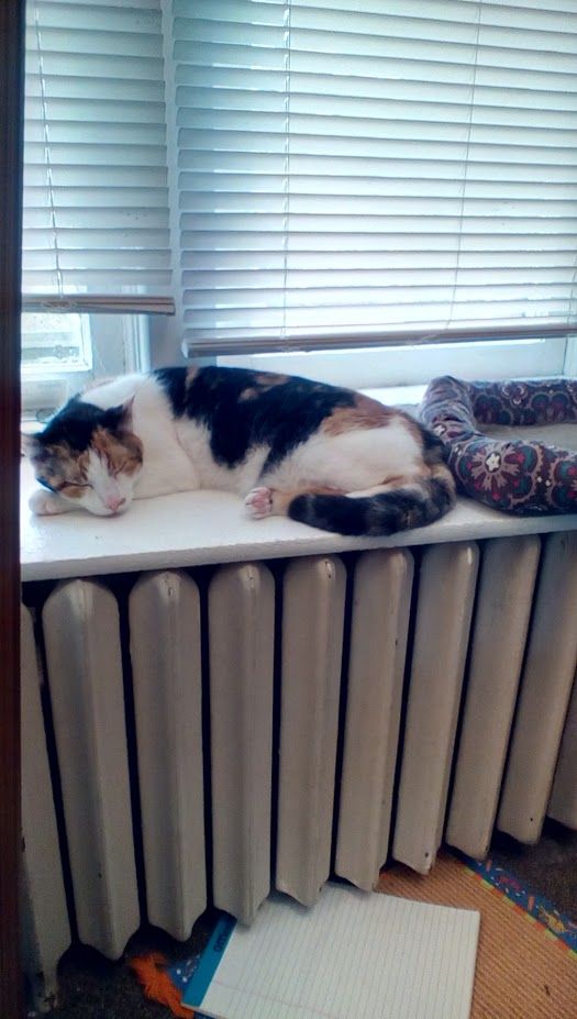 Moxie the calico cat sleeps on a bare white shelf, resting on top of an old radiator coil heater, her empty cat bed sits beside her