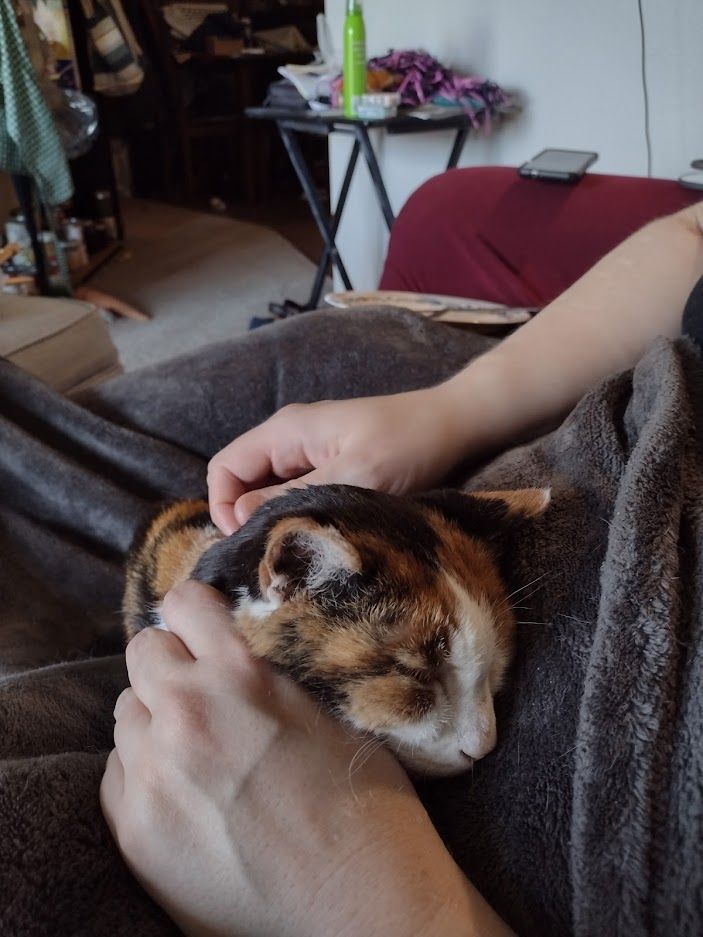 a calico cat sleeps on a fuzzy blanket, head cradled in in a human's hands