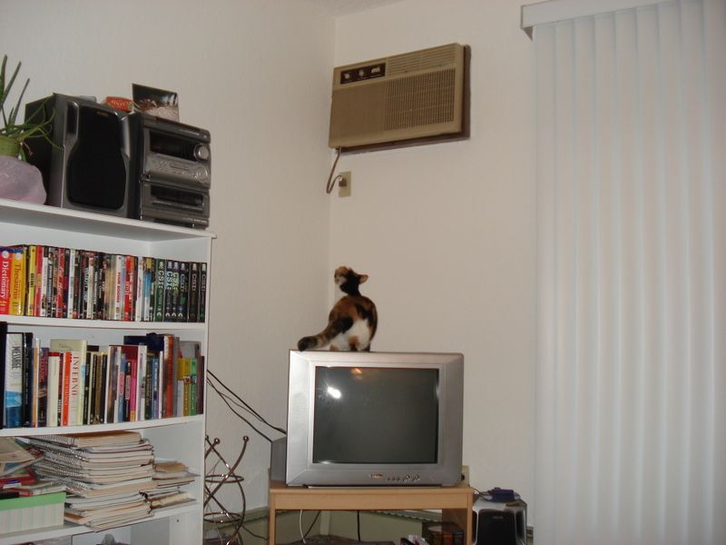 Moxie the calico cat stands on top of a silver CRT tv staring up at an ancient light brown air conditioning unit, clearly up to no good