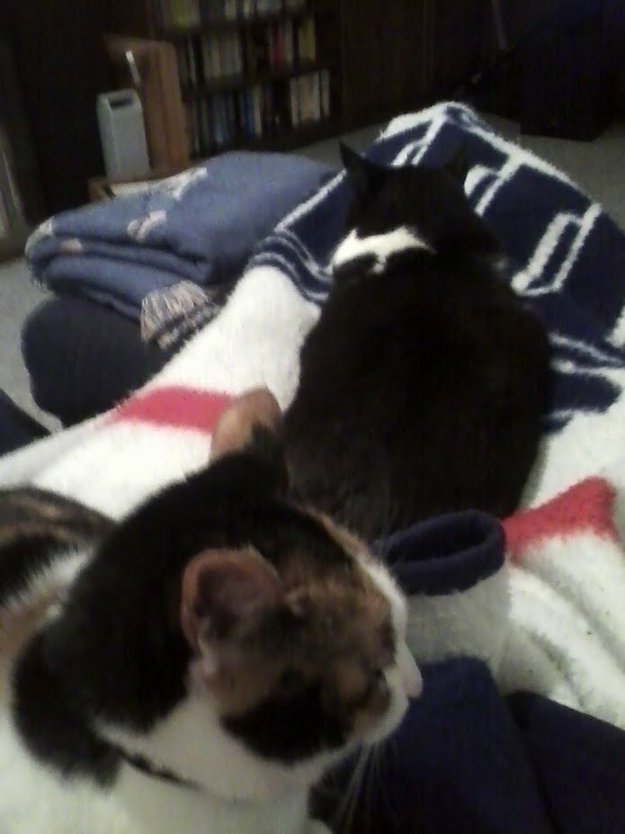 A blurry photo of the calico cat Moxie sharing a blanket with a black and white cat, Sylvia, facing away
