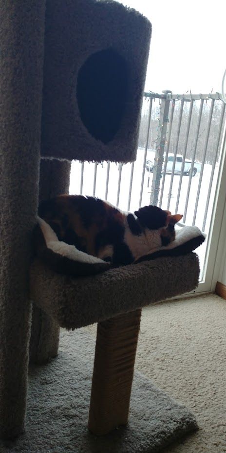 Moxie the calico cat rests on the same bottom bunk of the tall cat tree with a warming pad. Her face is buried into the corner of the bunk in her preferred faceplant.