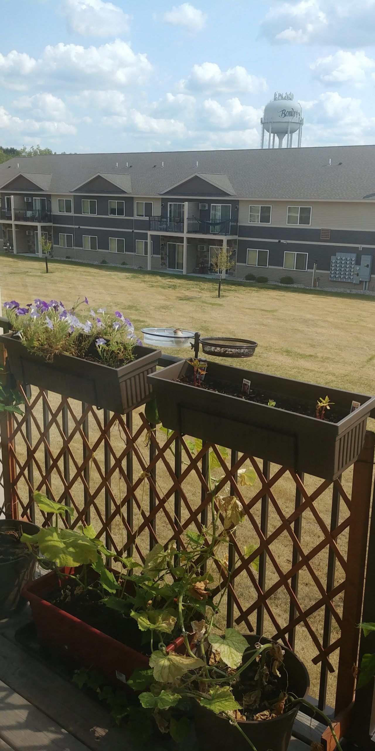 A variety of containers holding light purple petunios, a roving squash vine, and the sprouts of some other flowers. There is also a small bird seed and bird bath attached to the railing.