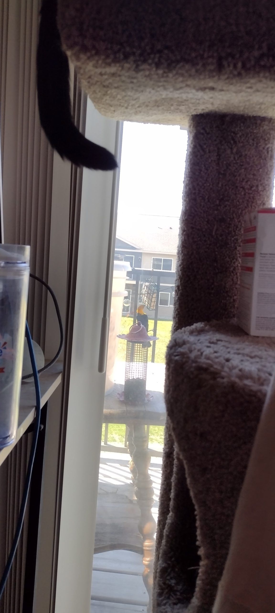 A partial view of a yellow-headed blackbird balancing between two tines on the balcony railing as it eats from a cage suet feeder.