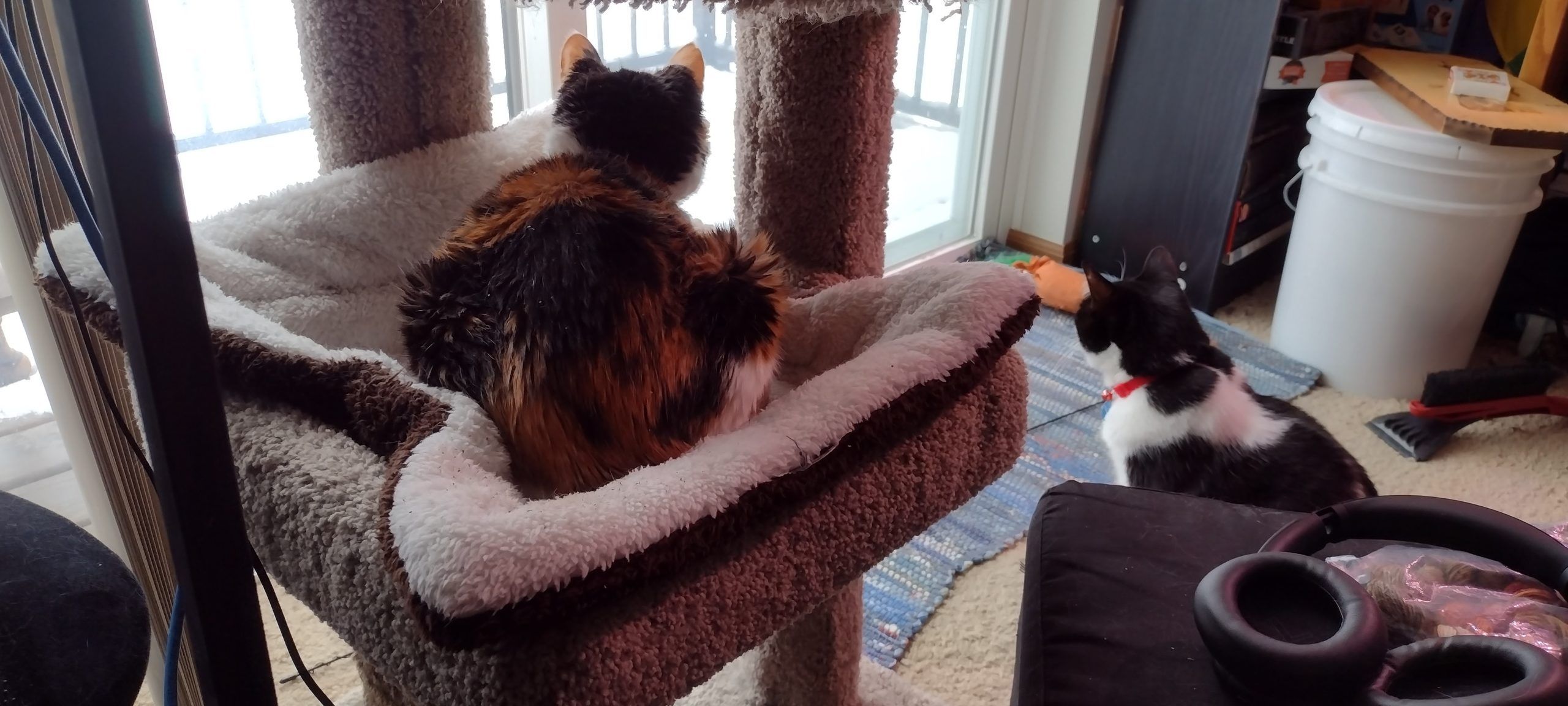 Moxie and Kochanski stare out the balcony door watching the birds offscreen as they partake of the feeders. The cats are contemplating murder.