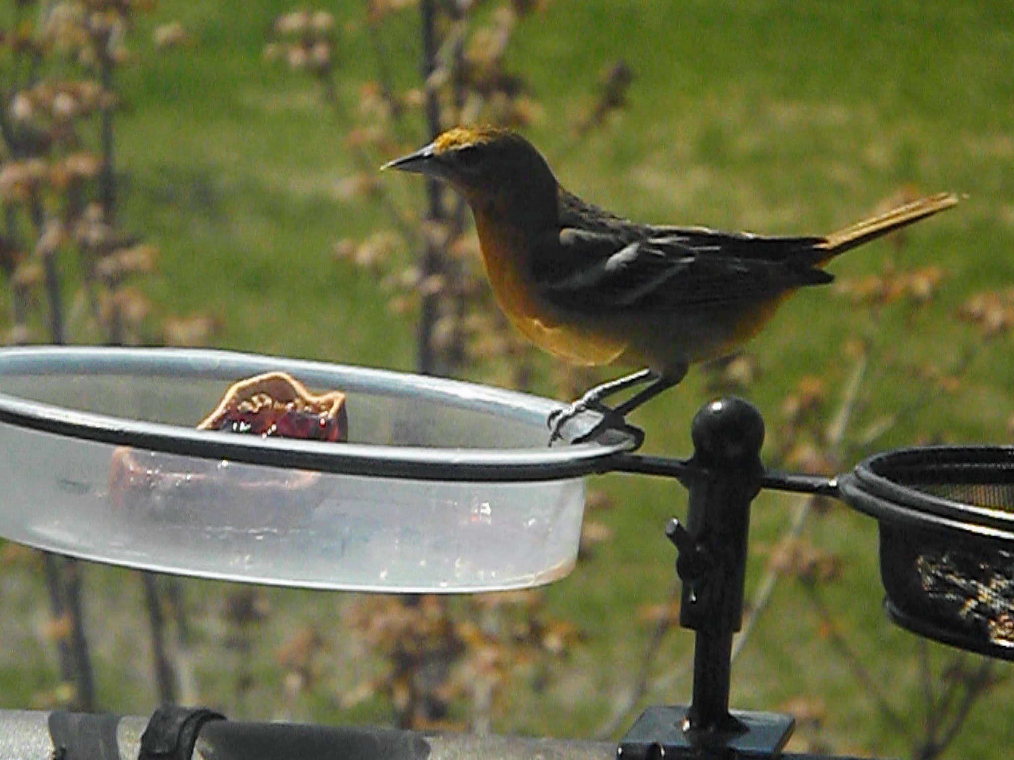 A female oriole perches on the edge of an empty bird bath containing half of an orange with some grape jelly.