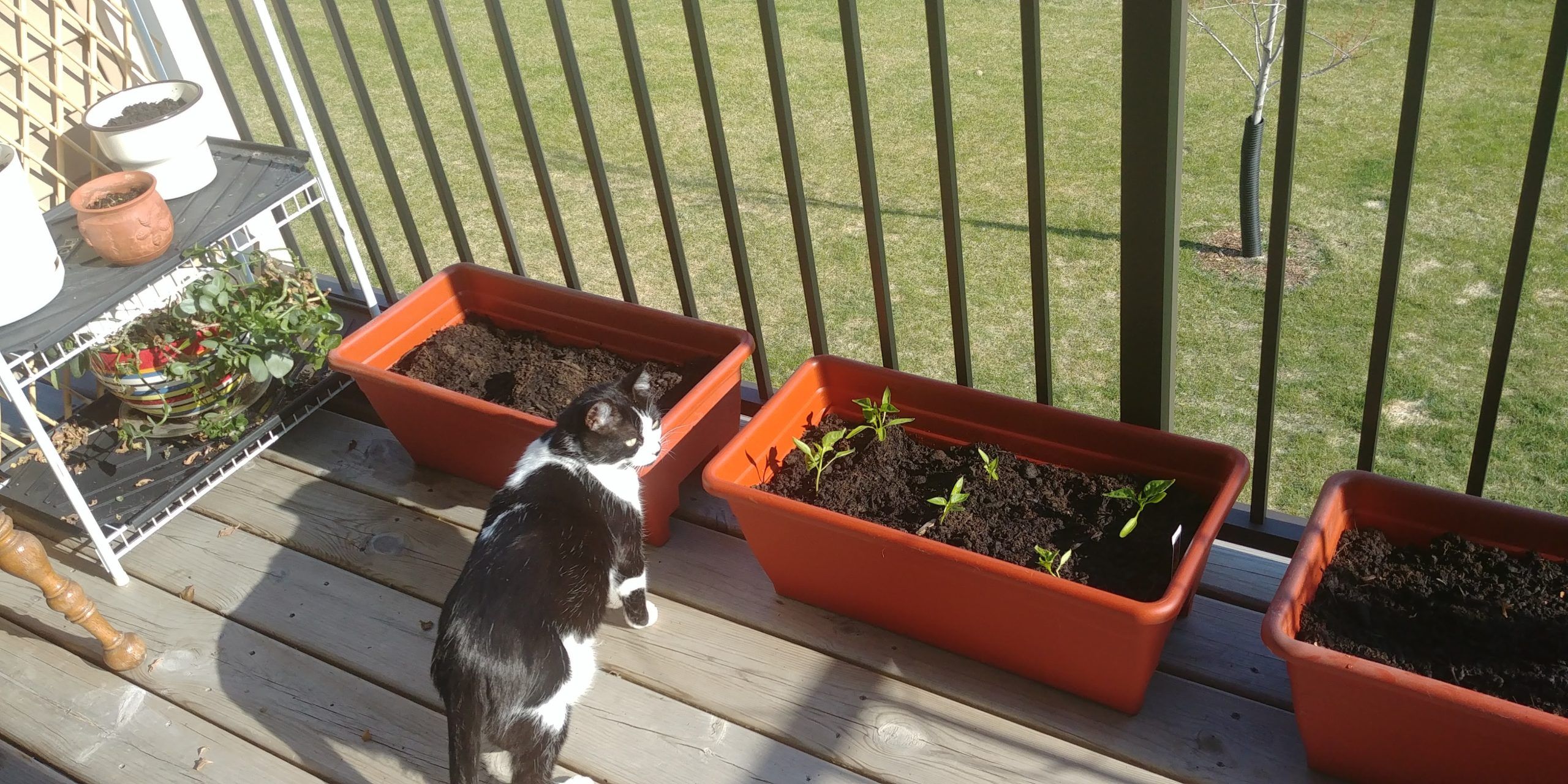 Kochanski the black and white tuxedo cat looks around on an open apartment balcony. She is surrounded by a variety of planters some with new starters beginning to grow and dark soil waiting to show sprouts.