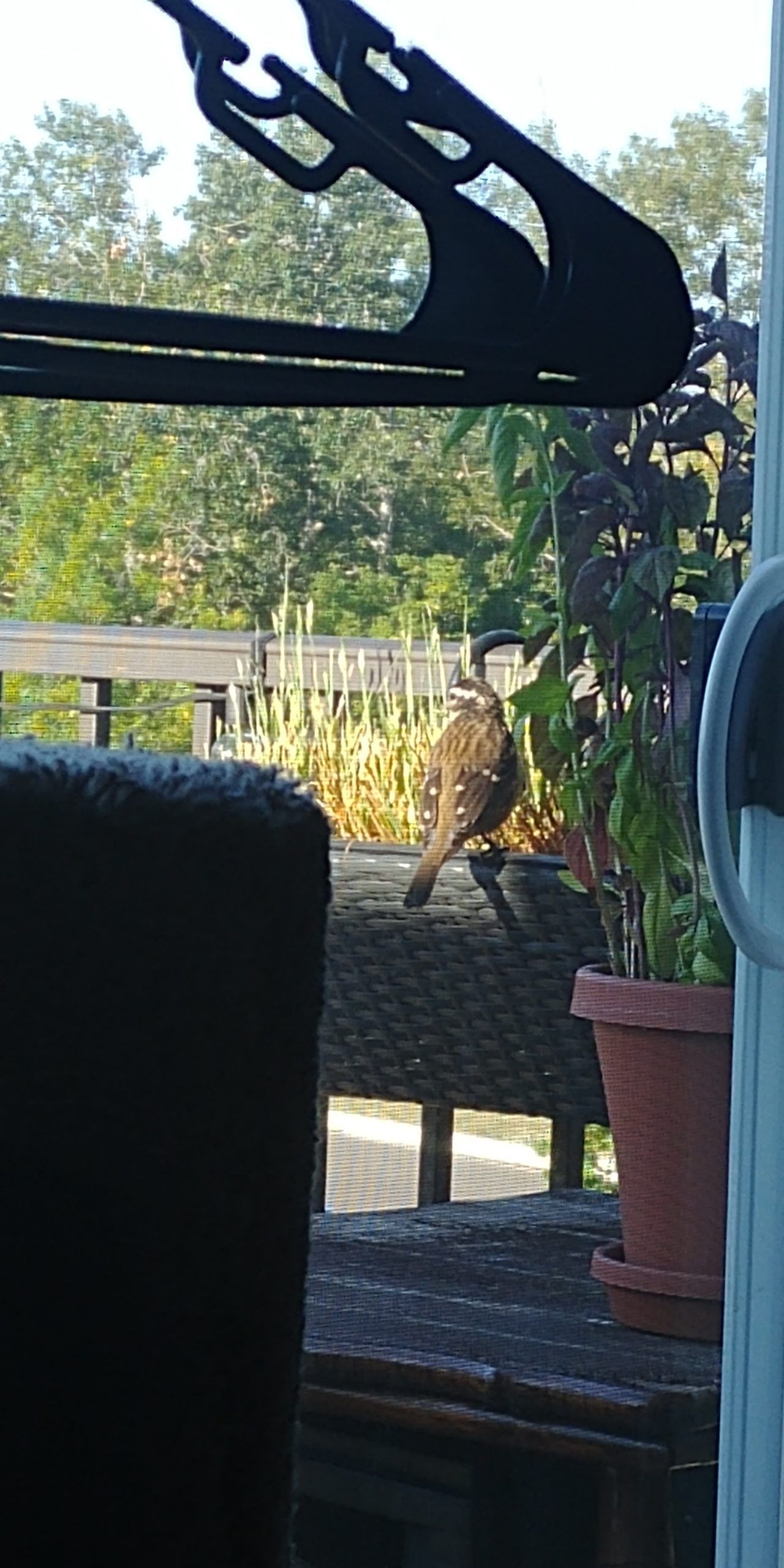 A female red-winged blackbird perches on a container of cat grass