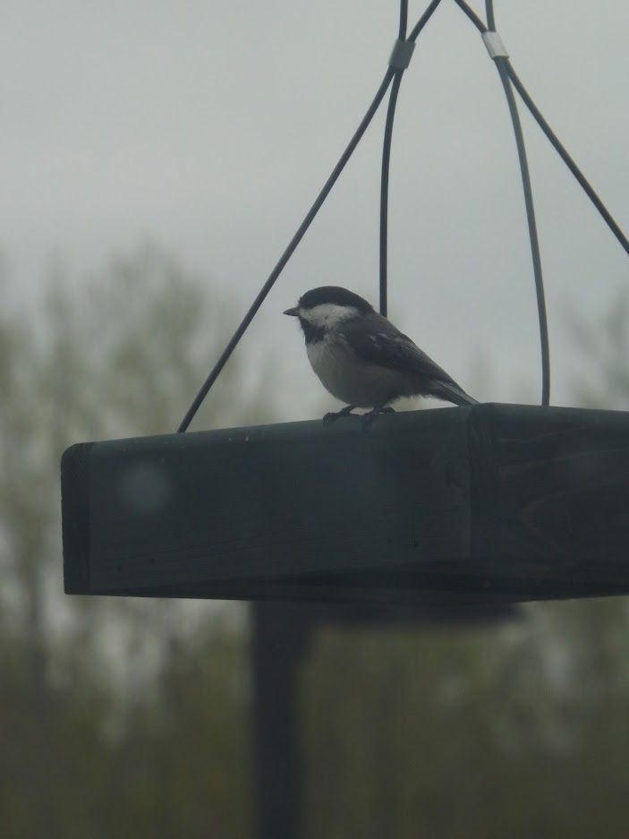 A black capped chickadee perches on a green platform feeder looking out over a dreary day.