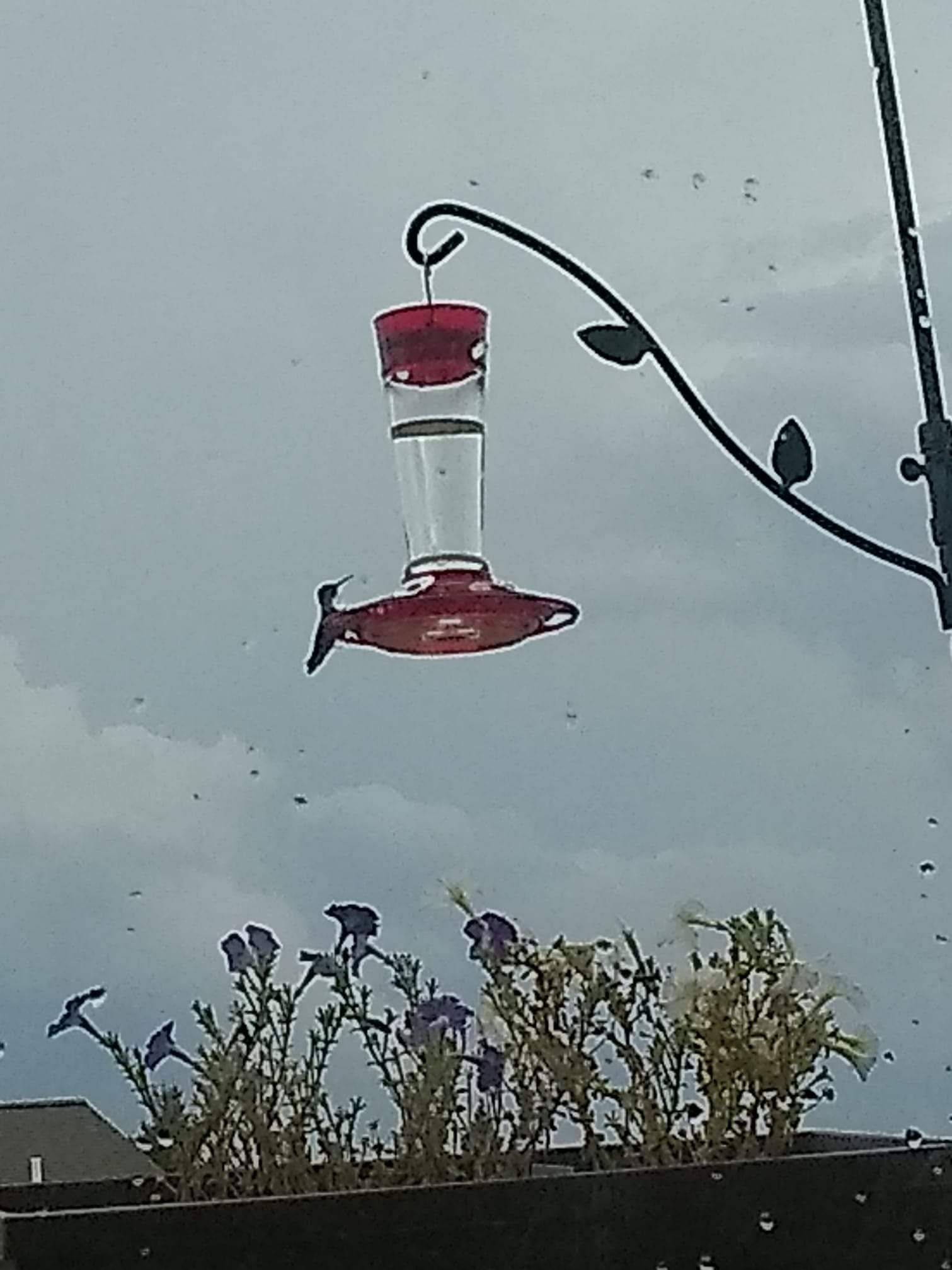 A hummingbird perches on a feeder hanging above some sunburned and spindly purple petunias. It is a cloudy day.