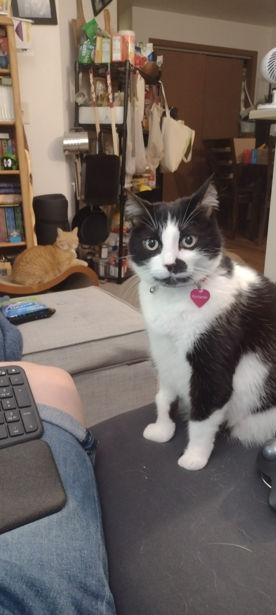 Kochanski (a black and white tuxedo cat) has airplane ears that speak volumes of annoyance.