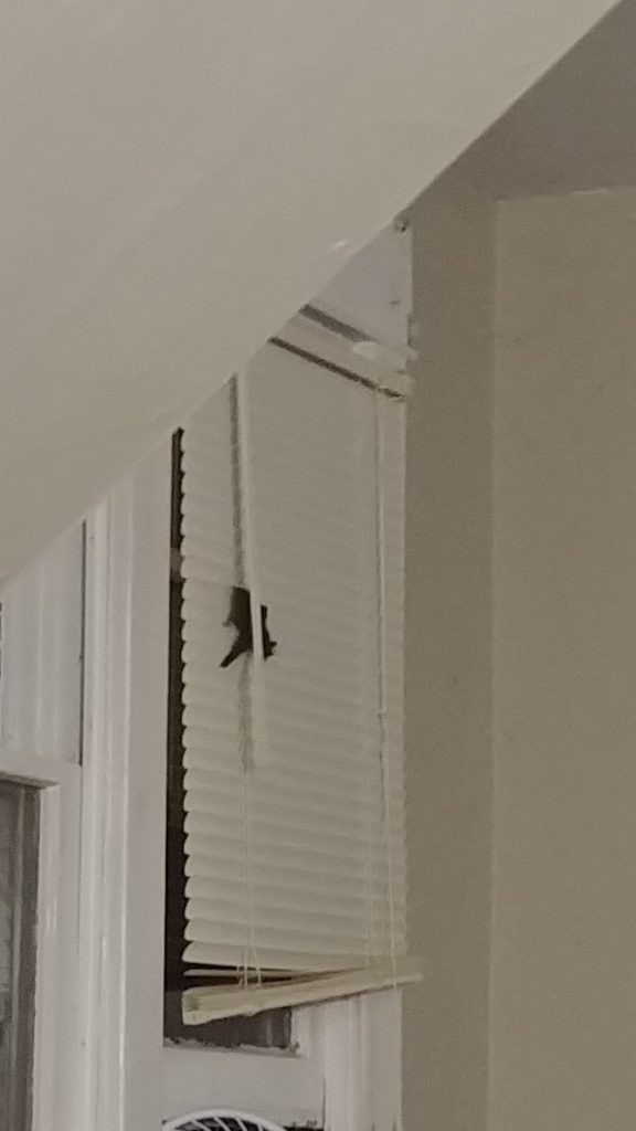 a brown bat hangs on a set of narrow white window blinds, partially obscured by the tilt wand.