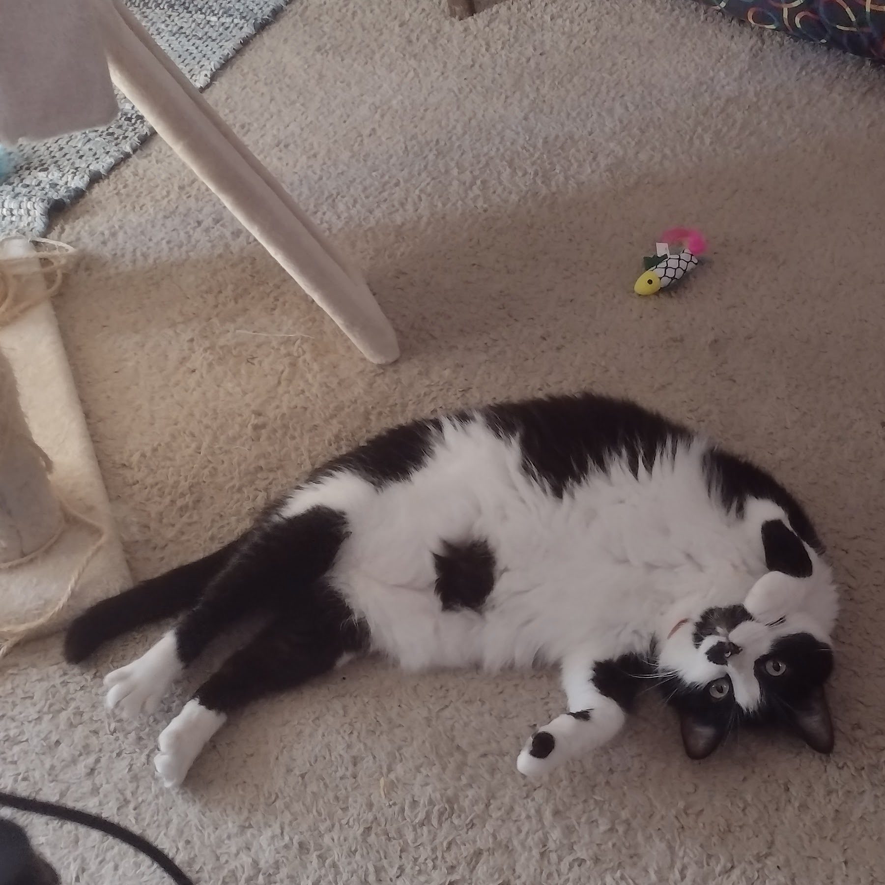 Kochanski, a black and white tuxedo cat lays on her back showing off her very fuzzy belly with its signature void spot. She looks very playful. There is also a toy fish on the floor beside her.