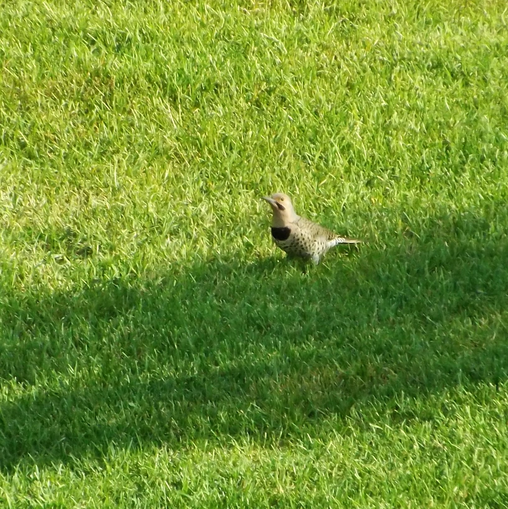 A northern flicker, hanging out on the grass