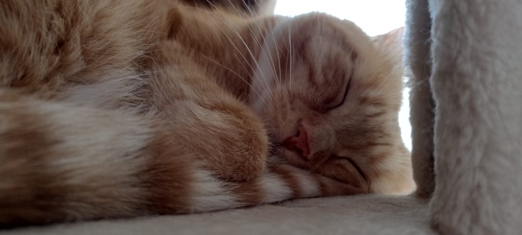 Rudy, an orange tabby cat sleeps curled up, with his head pillowed on his own tail