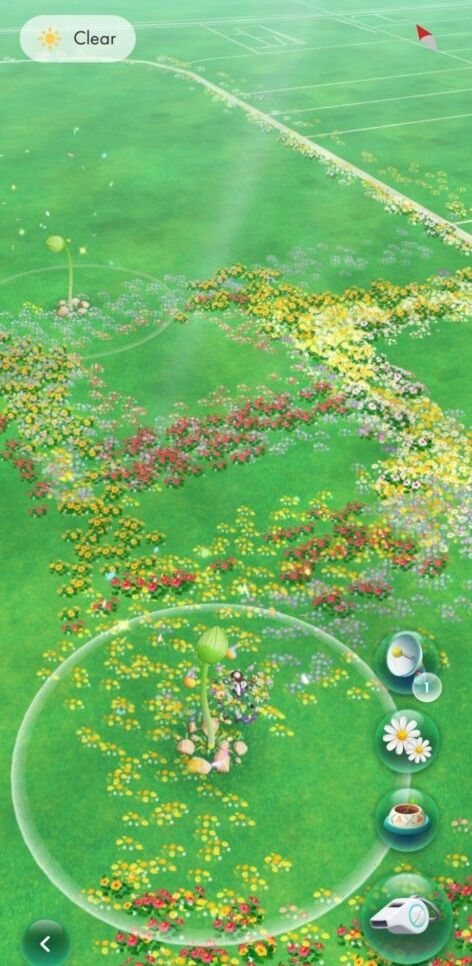 A screenshot from. Pikmin Bloom, showing some unbloomed large flowers and the paths of flowers planted in the area. 